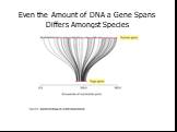 Even the Amount of DNA a Gene Spans Differs Amongst Species