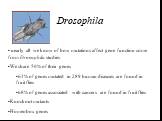 Drosophila. nearly all we know of how mutations affect gene function come from Drosophila studies We share 50% of their genes 61% of genes mutated in 289 human diseases are found in fruit flies 68% of genes associated with cancers are found in fruit flies Knockout mutants Homeobox genes