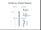 Genetic vs. Physical Mapping