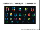 Fluorescent Labeling of Chromosomes. http://www.mun.ca/biology/scarr/FISH_chromosome_painting.htm