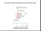 Automatic Sequencing Machines use fluorescent dyes
