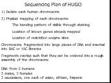 Sequencing Plan of HUGO 1) Isolate each human chromosome 2) Physical mapping of each chromosome The banding pattern of visible through staining Location of known genes already mapped Location of restriction enzyme sites Chromosome fragmented into large pieces of DNA and inserted into BAC or YAC libr
