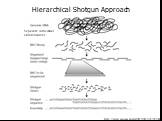 Hierarchical Shotgun Approach. http://www.genome.ou.edu/3653/3653-101705.html. Separate Individual Chromosomes