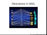 http://www.csmc.edu/csri/korenberg/chroma11.html. Chromosome 11 BACs