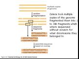 Celera took multiple copies of the genome fragmented them into 1 to 2kb fragments which where sequenced without concern for what chromosome they belonged to