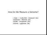 How Do We Measure a Genome? 1 base=1 nucleotide=1basepair (bp) 1000bases=1kilobase (Kb) 1000kb=1megabase (Mb) 1000mb=1gigabase (Gb)