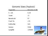 Genome Sizes (haploid) Organism Genome in Mb E. coli 4.64 Yeast 12 Nematode 97 Fruit Fly 170 Pufferfish 345 Human 3200 Lungfish 129000