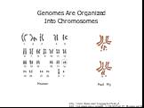 http://www.chromosome18.org/graphics/Slide.gif http://uk.encarta.msn.com/media_121636626/Fruit_Fly_Chromosomes.html. Genomes Are Organized Into Chromosomes. Human Fruit Fly