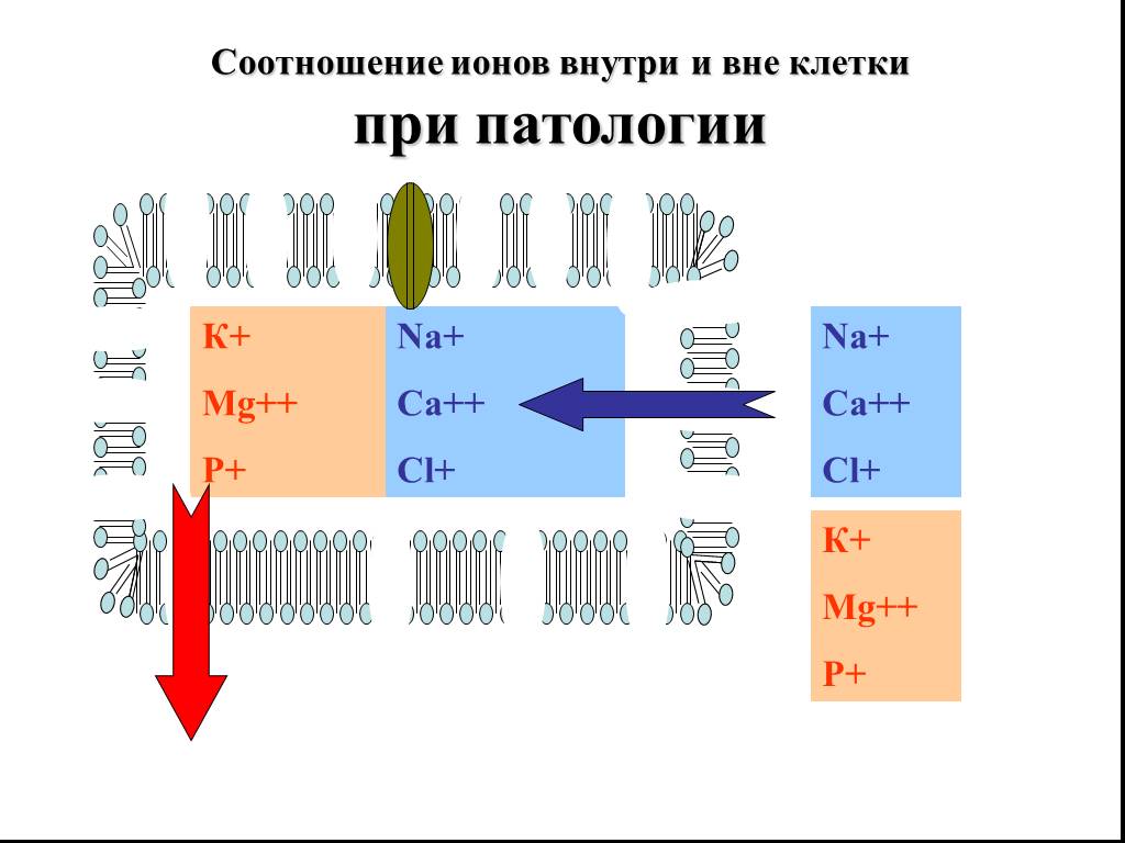 Содержание каких ионов. Ионы внутри и вне клетки. Распределение ионов внутри и вне клетки. Концентрация ионов внутри и вне клетки.