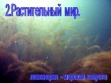 ламинария - морская капуста