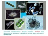 Эти живые микроорганизмы получили название – планктон. Чаще всего планктон составляют водоросли, мелкие черви, моллюски и ракообразные.