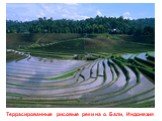 Террасированные рисовые реки на о. Бали, Индонезия