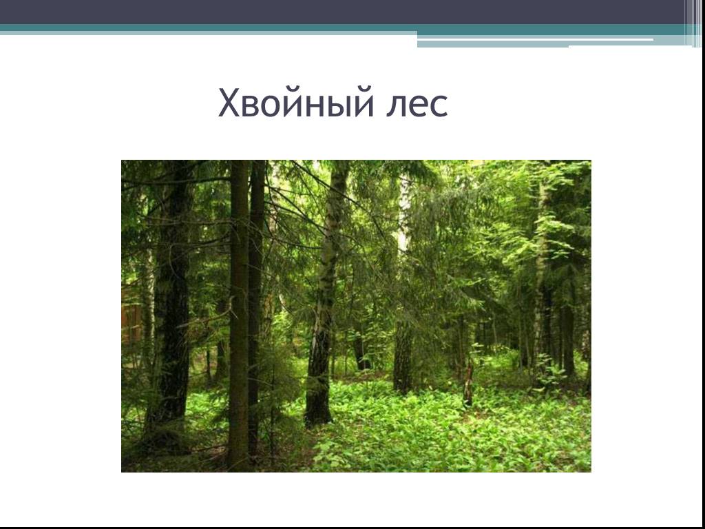 Текст хвойная. Хвойные леса презентация. Презентация еловый лес. Хвойные леса 2 класс. Хвойные леса названия для слайда.