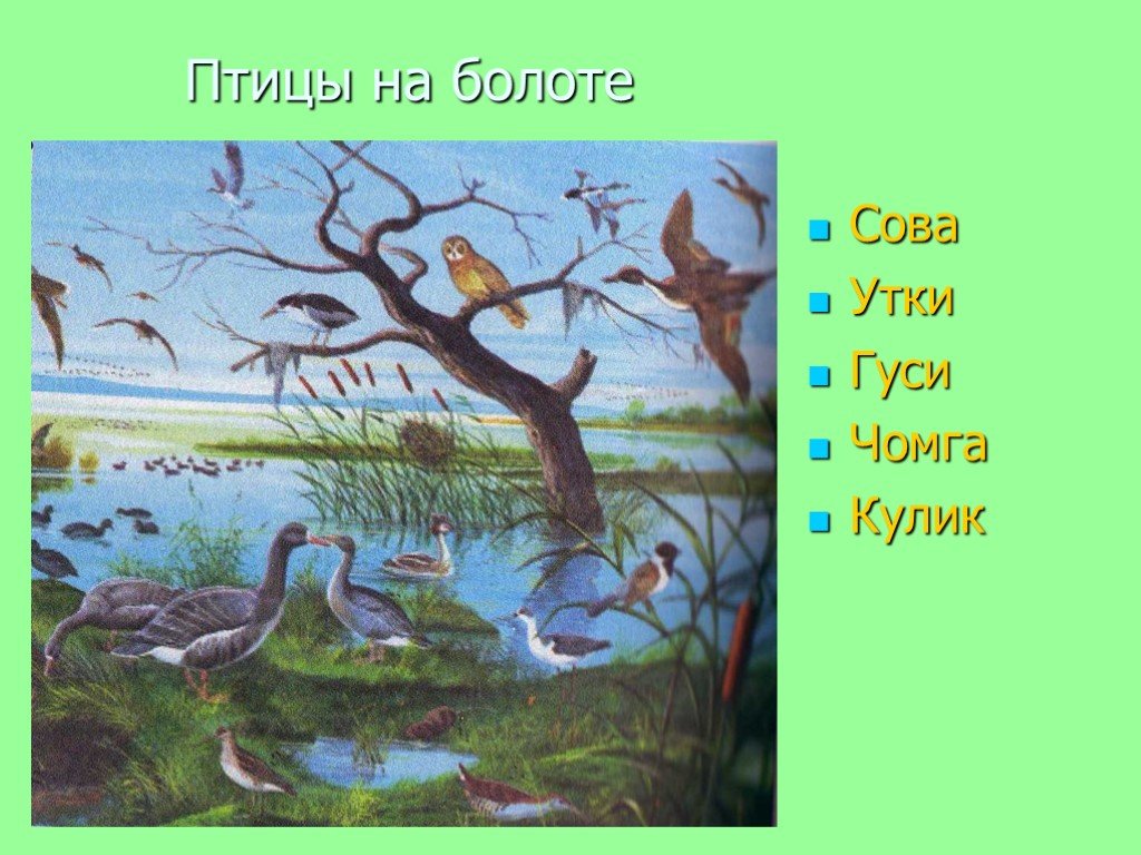 Сообщество болото 5 класс биология. Птицы на болоте. Изображение природных сообществ. Рисунок на тему природное сообщество. Природное сообщество в болоте.
