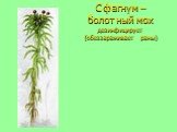 Сфагнум –болотный мох дезинфицирует (обеззараживает раны)