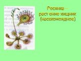 Росянка – растение-хищник (насекомоядное)