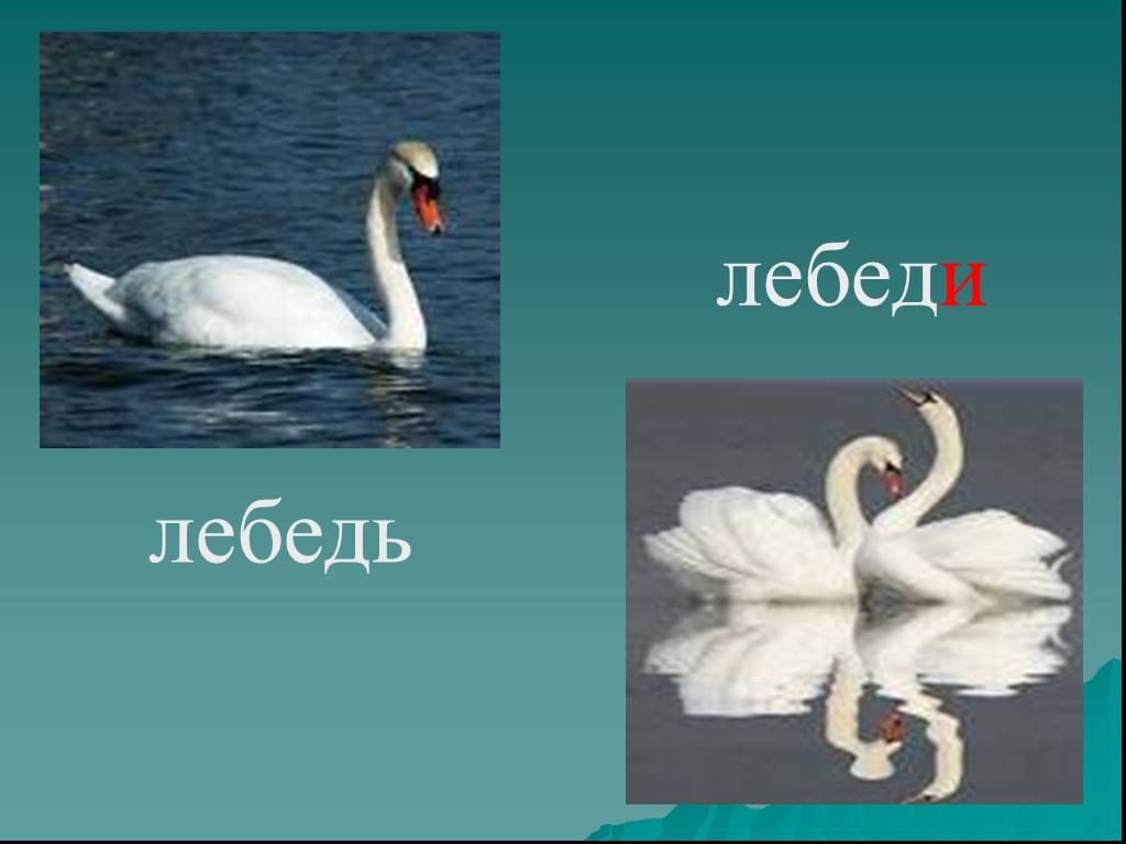 Мягкое слово лебедь. Лебедь буквы и звуки. Звуки в слове лебедь. Русский язык слово лебедь. Звуки и буквы в слове лебедь.