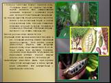 У ботаніці "шоколадне дерево" отримало назву "Теоброма какао", що означає "їжа богів". Ацтеки вважали його найкрасивішим "райським деревом" і схилялися перед ним, як перед божественним створенням. Це дерево виростає тільки в теплому і вологому кліматі, в тіні 