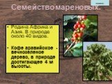 Семейство мареновых. Родина Африка и Азия. В природе около 40 видов. Кофе аравийское - вечнозеленое дерево, в природе достигающее 4 м высоты.