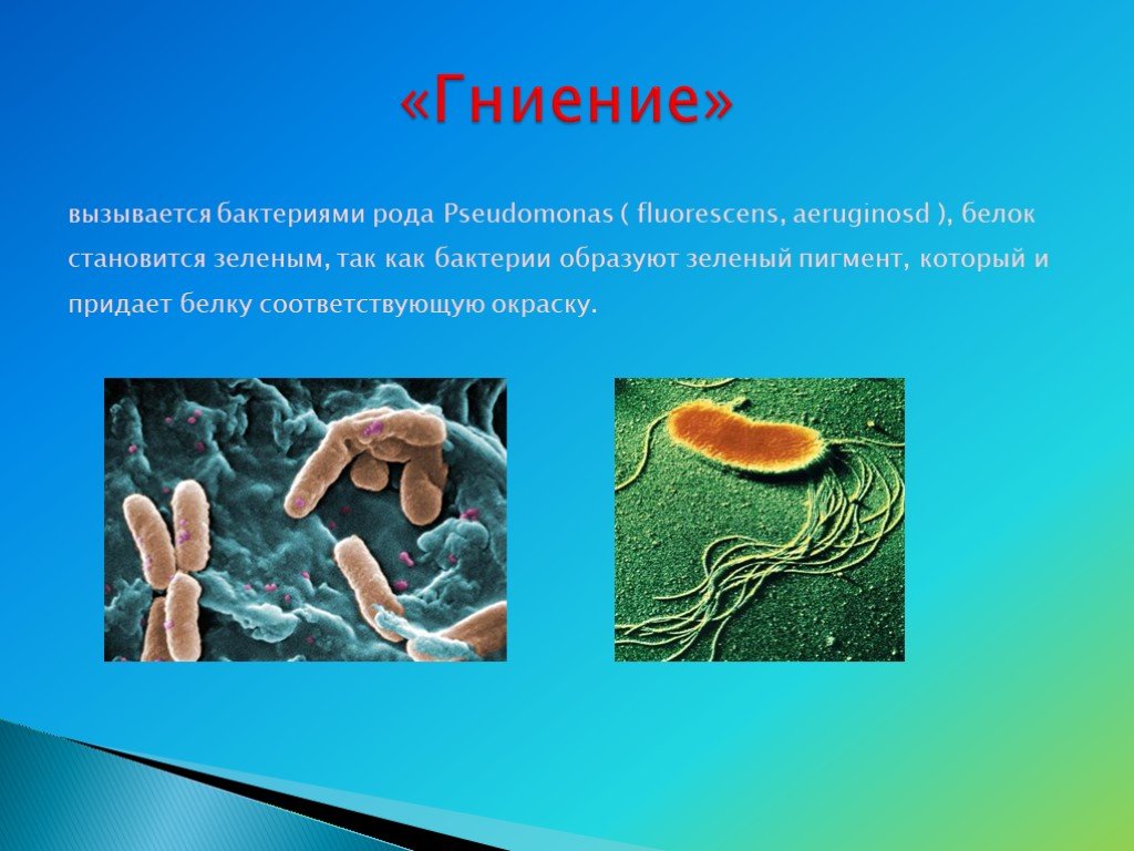 Признаки гнилостных бактерий. Гнилостные бактерии 5 класс биология. Бактерии гниения. Бактериями вызывается. Микроорганизмы гниения.