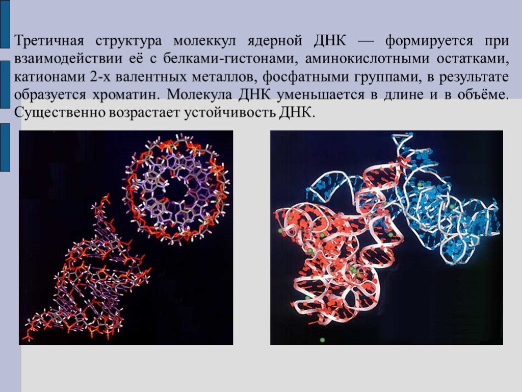 Виды молекул нуклеиновой кислоты днк. Третичная структура нуклеиновых кислот. Первичная вторичная и третичная структура нуклеиновых кислот. Нуклеиновые кислоты структура ДНК. Первичная структура нуклеиновых кислот ДНК.