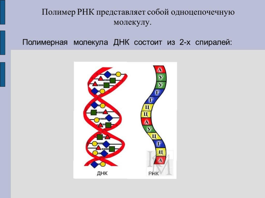 Одноцепочечная рнк. Что представляет собой молекула РНК. Молекула РНК представлена. Молекула ДНК представляет собой.