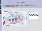 Виды РНК. Информационная РНК (и-РНК) или матричная РНК. Синтезируется в ядре.