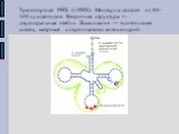 Транспортная РНК (т-РНК). Молекулы состоят из 80-100 нуклеотидов. Вторичная структура — двуспиральные стебли. Локализация — в цитоплазме клеток, матриксе хлоропластов и митохондрий.