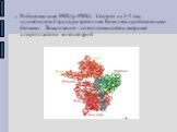 Рибосомальная РНК (р-РНК). Состоят из 3-5 тыс. нуклеотидов. Структура третичная. Комплекс с рибосомными белками. Локализация - цитоплазма клеток, матриксе хлоропластов и митохондрий.