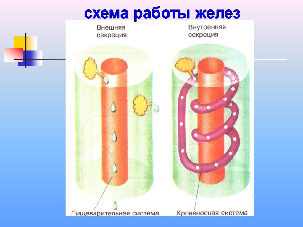Биология железы внутренней и внешней секреции. Схема работы желез. Схема желез внутренней и внешней секреции. Железы внутренней секреции схема. Схема работы желез внутренней секреции и внешней.