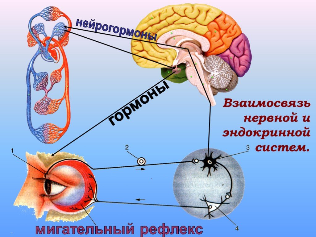 Гормон центральной нервной системы. Нервная регуляция эндокринной системы. Взаимосвязь нервной и эндокринной систем. Эндокринная система и нервная система. Строение нервной и эндокринной системы.