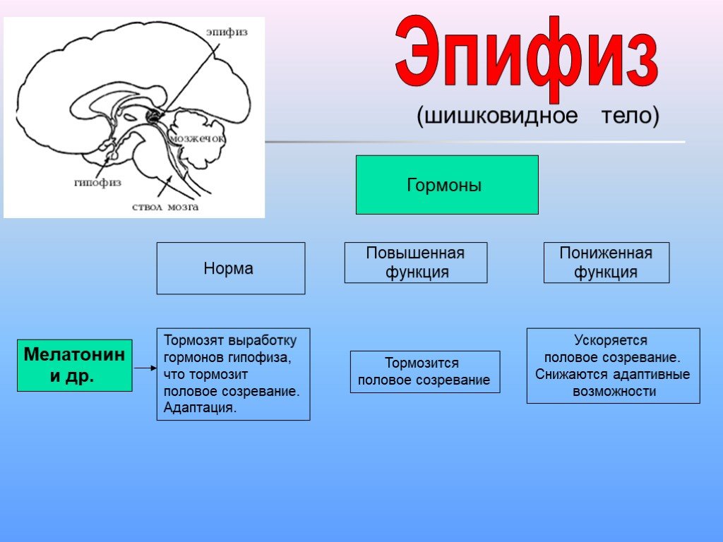 Гипофиз функции мозг. Эпифиз строение гормоны таблица. Гормоны гипофиза и эпифиза. Шишковидное тело строение и функции. Эпифиз строение и функции гормоны.