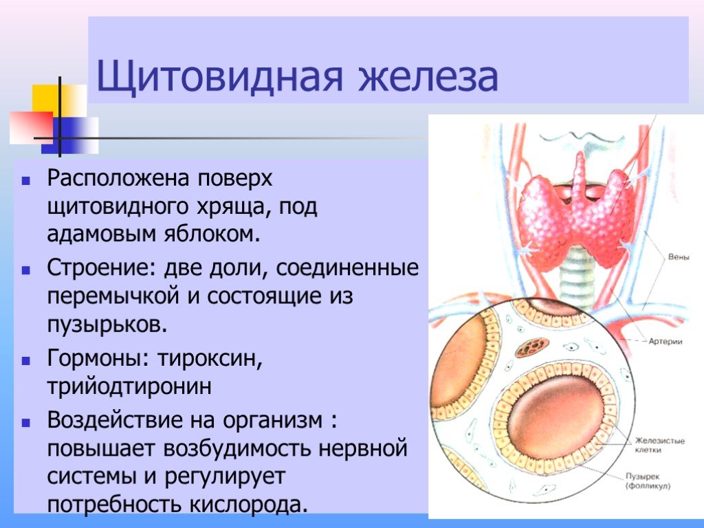 Щитовидная железа биология 8. Строение внутренне щитовидной железы. Послойное строение щитовидной железы. Железы внутренней секреции щитовидная железа. Внешнее строение щитовидной железы человека.