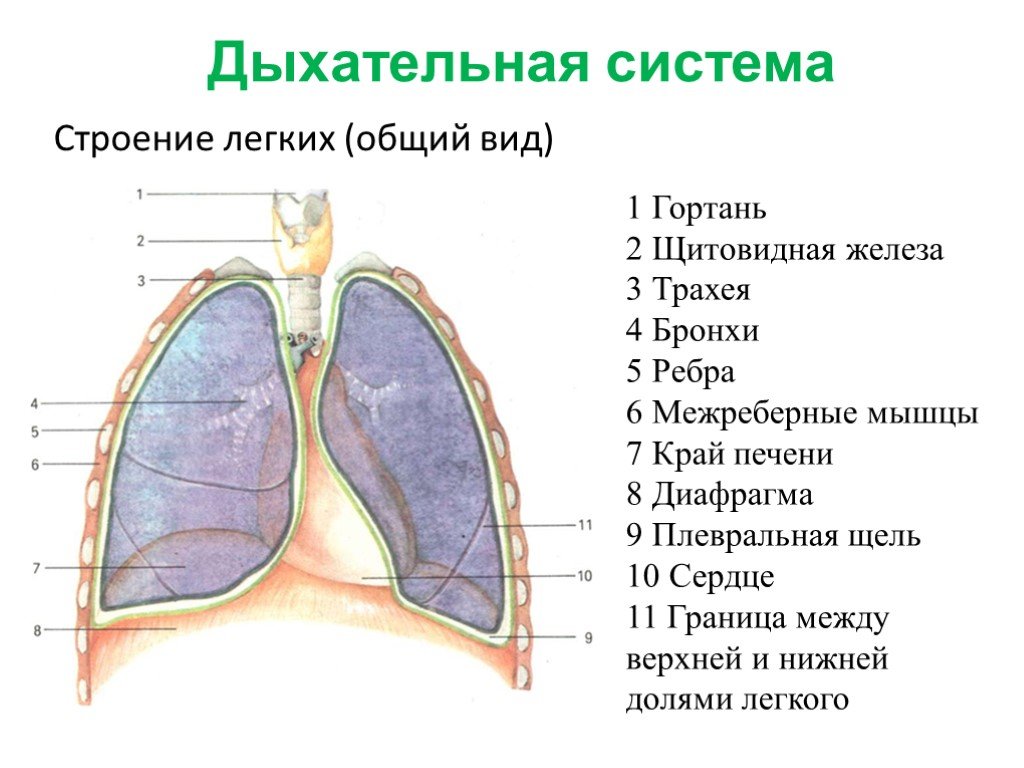 Оболочка легких 6. Строение легких анатомия. Внешнее строение легких анатомия. Строение дыхательной системы.