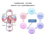 Правый желудочек. Легочный ствол Правая и левая легочные артерия. Долевые, сегментарные, субсегментарные легочные артерии. Артериолы и капилляры. Вены. Правое предсердие. Кровеносная система (малый круг кровообращения). Газообмен