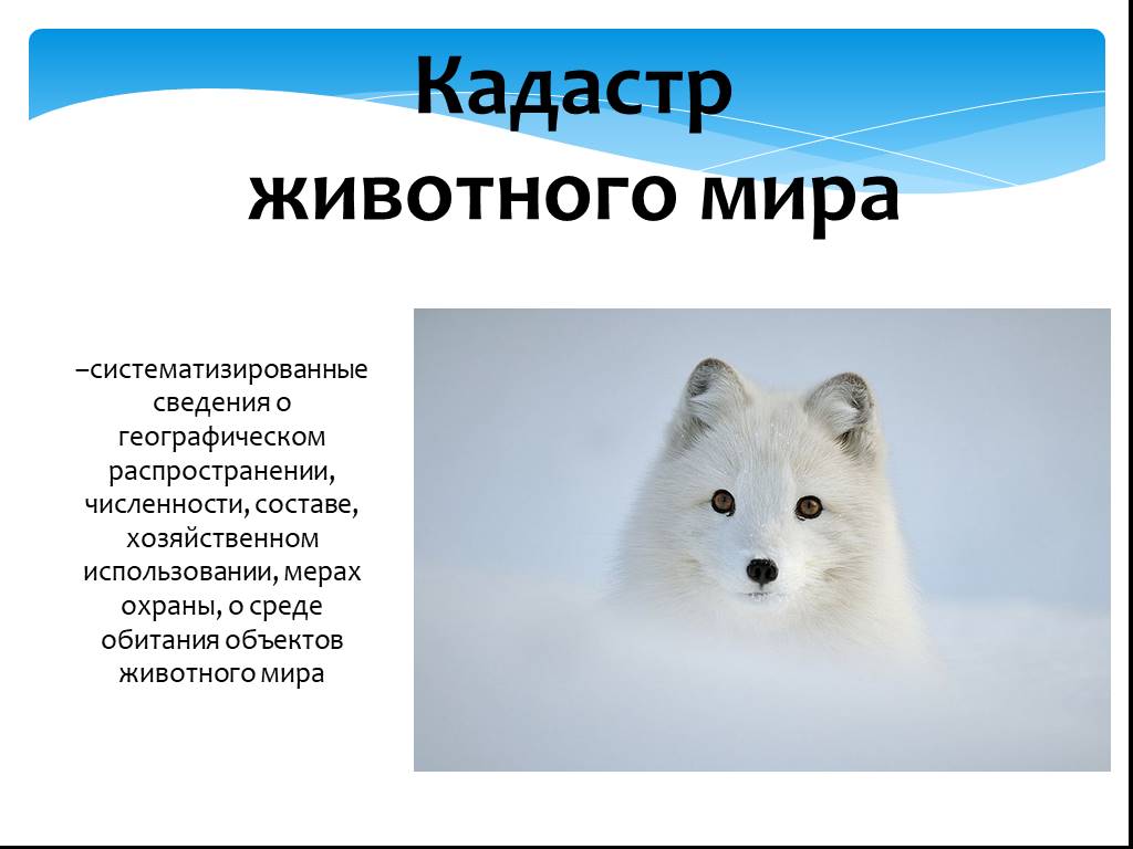 Объект животного. Кадастр животного мира. Государственный кадастр объектов животного мира. Кадастр животного мира функции. Объектом животного мира являются:.