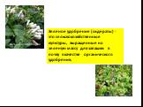 Зеленое удобрение (сидераты) - это сельскохозяйственные культуры, выращенные на зеленую массу для запашки в почву в качестве органического удобрения.