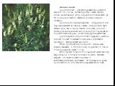 Донник белый Донник белый - двулетнее травянистое растение высотой 30-150 см. Листья перистые, цветки мелкие, белые, мотылькового типа, собраны в длинные кисти (до 80 в одном соцветии), Цветение длится с июня по сентябрь. Донник используется в качестве сидеральной или парозанимающей культуры, а такж