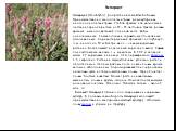Эспарцет (Onobryhis), род растений семейства бобовых. Преимущественно многолетние травы, реже кустарники, иногда однолетние травы. Стебли прямые или восходящие, листья непарноперистые из 12—25 листочков. Цветки розово-красные, в многоцветковой длинной кисти. Бобы односемянные. Семена гладкие, серова