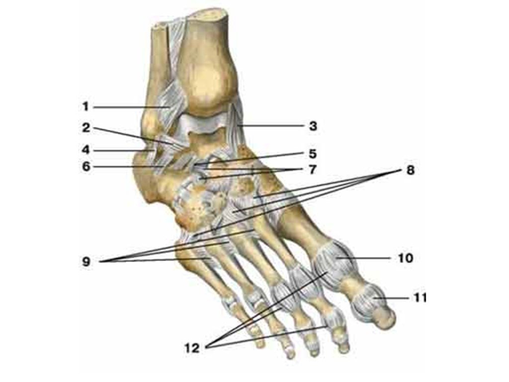 Голеностопный сустав является. Кости предплюсны. Суставы предплюсны стопы. Соединение костей стопы анатомия. Соединение костей голени и стопы.