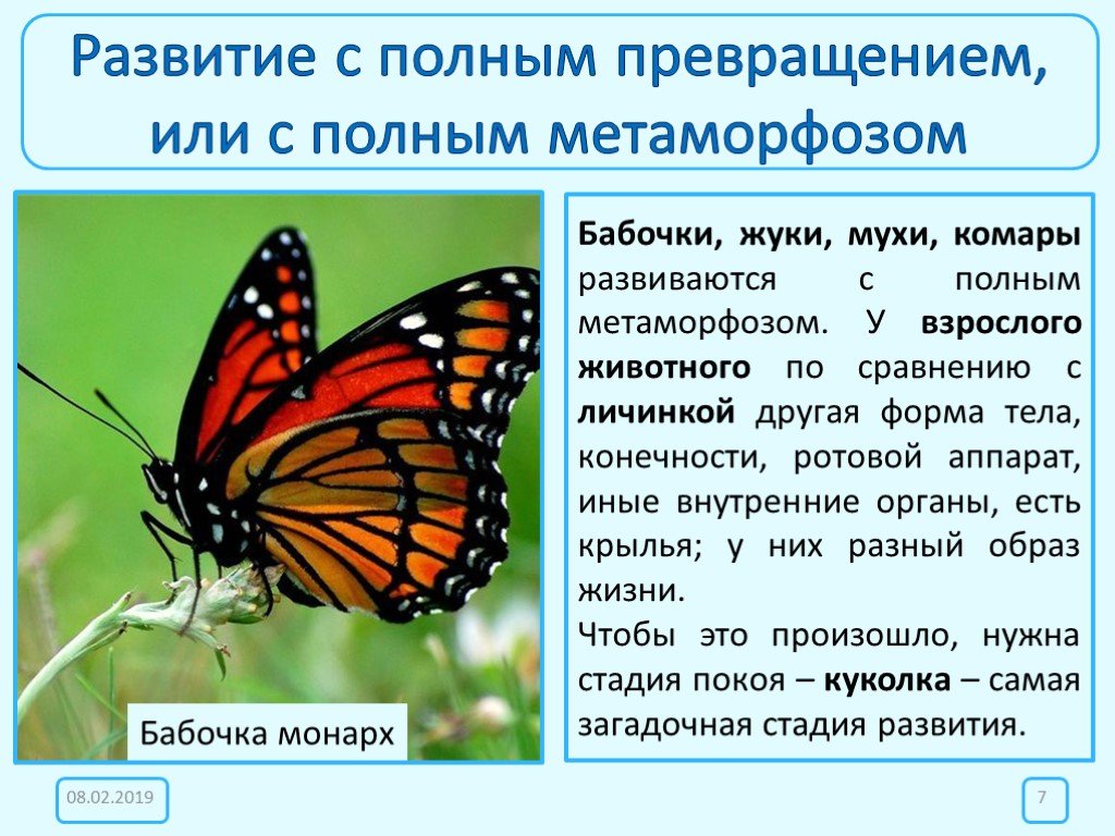 Бабочка составить слова. Насекомые с полным превращением. Насекомые, развивающихся с полным превращением.. Развитие бабочек с превращением. Развитие бабочки с полным превращением.