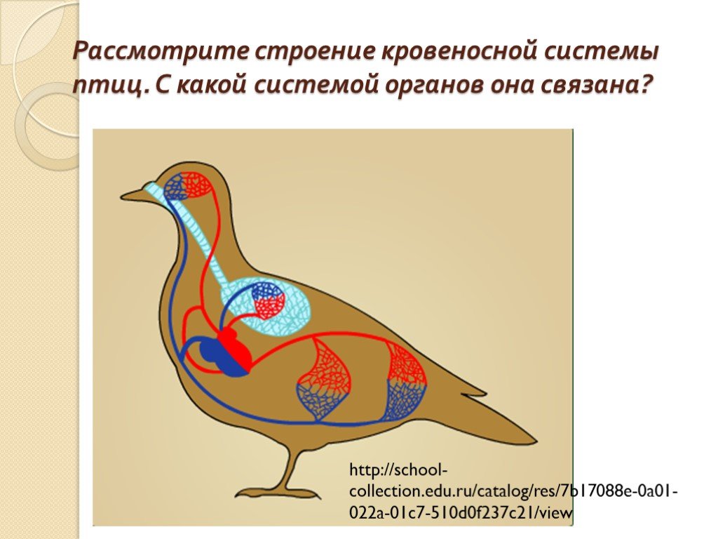 Органы кровообращения у птиц. Кровеносная система птиц. Строение кровеносной системы птиц. Кровиноснвя системаптиц. Птица кровянистая система.
