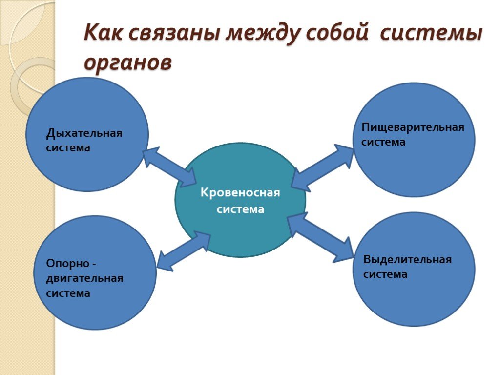 Системы связаны. Взаимосвязь систем органов у животных. Как связаны между собой системы органов. Взаимосвязь систем организма. Схема взаимосвязь органов и систем органов животных.