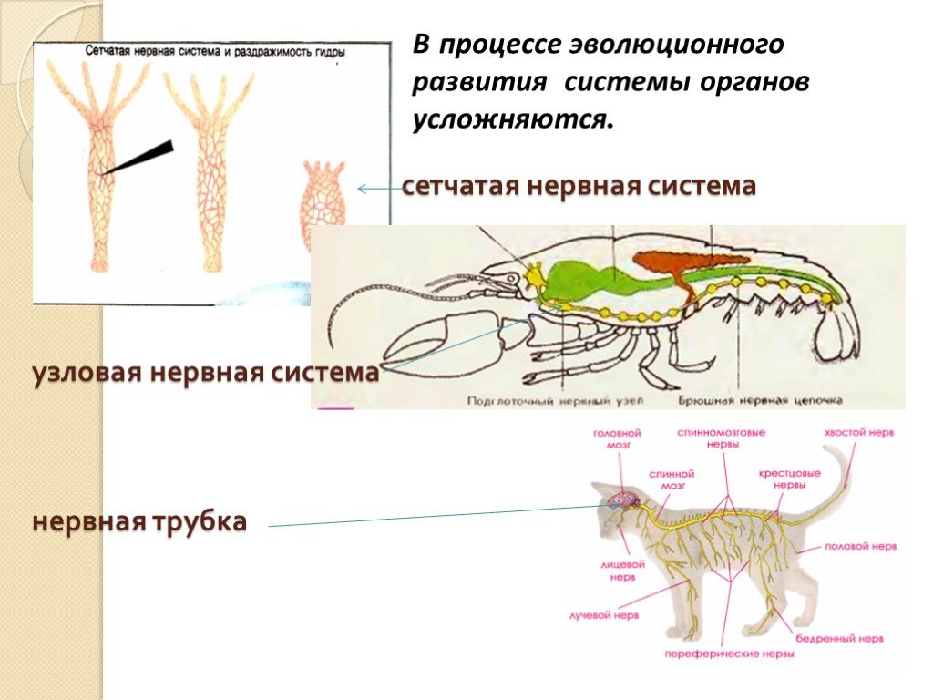 Сетчатая нервная. Органы нервной системы животных. Системы органов животных схема. Схемы систем органов животных 7 класс. Схема нервной системы органов животных.