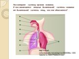Рассмотрите систему органов человека. В чем заключается отличие дыхательной системы человека от дыхательной системы птиц, чем это объясняется? http://school-collection.edu.ru/catalog/res/0000086a-1000-4ddd-b21e-4000475d60a3/view