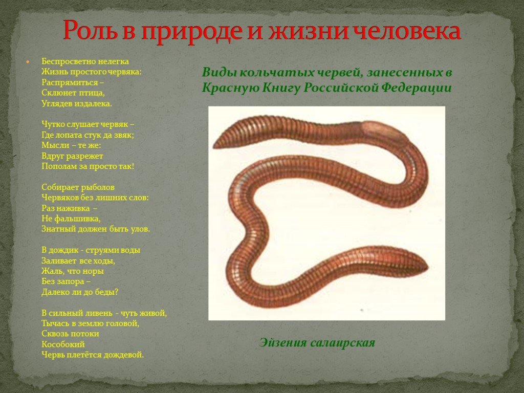 Сообщение о червях. Малощетинковые кольчатые черви. Дождевой червь кольчатый. Интересные факты о кольчатых червях.