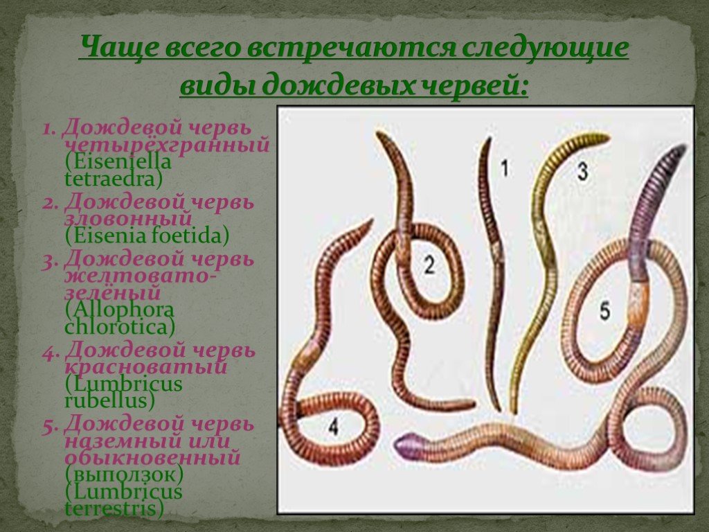 Кольчатые черви группа организмов. Кольчатые черви Малощетинковые дождевой червь. Дождевые черви класс Малощетинковые. Типы малощетинковых червей. Кольчатые ленточные черви.