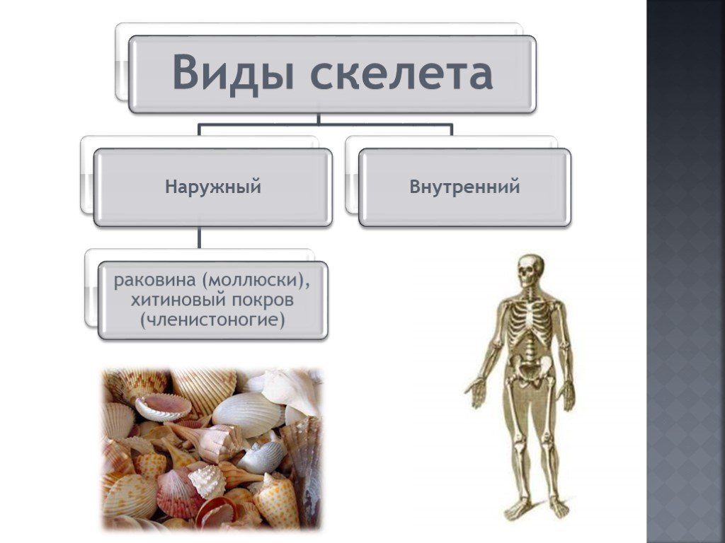 Типы скелетов. Виды скелета наружный. Типы скелетов наружный внутренний. Виды скелетов наружный внутренний + и -. Типы скелетов у животных.