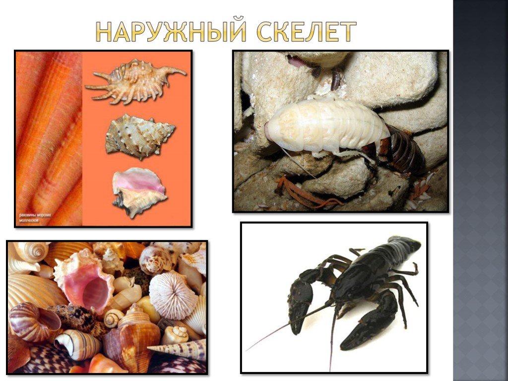 Внешний скелет. Наружный скелет. Наружный скелет имеют. Наружный скелет у живот. Наружный Хитиновый скелет.