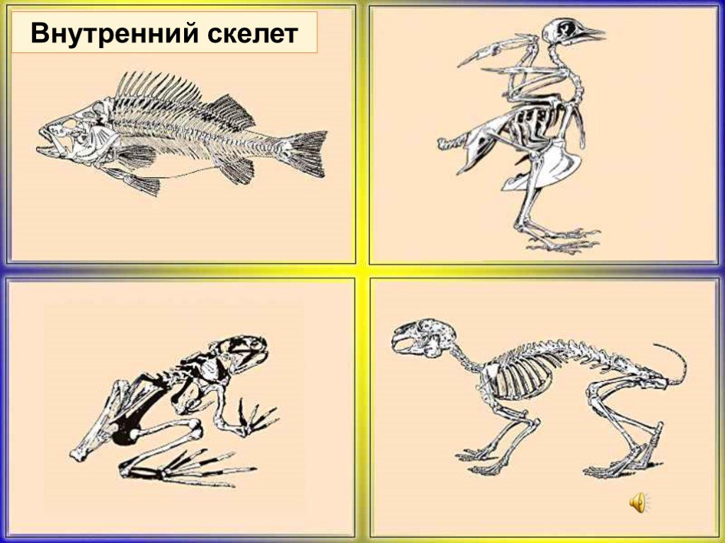 Биология 8 класс опора и движение животных. Внутренний скелет животных. Скелет позвоночных животных. Эволюция скелета животных. Внутренний скелет позвоночных животных.